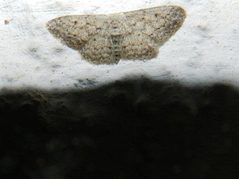 Idaea infirmaria, Idaea seriata ed Eupithecia sp.